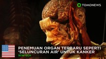Organ baru manusia ditemukan: Temui interstitum, mungkin organ baru terbesar anda - TomoNews