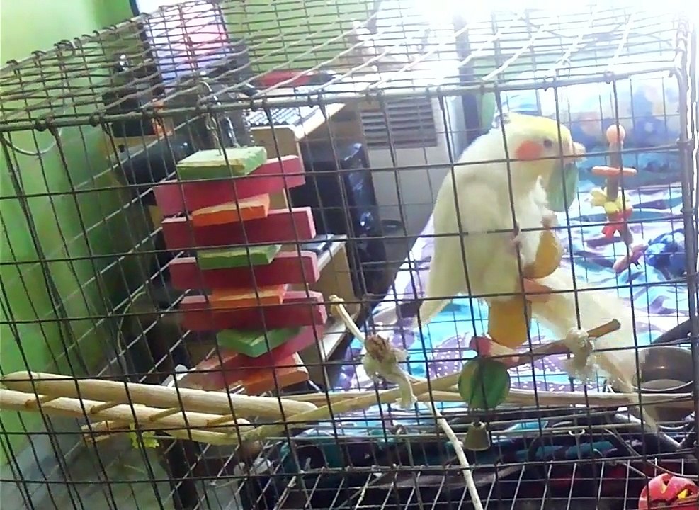 Chiku Making Out With His Toy || Lutino Cockatiel || One of My Pet Bird