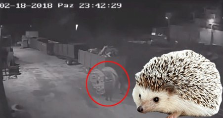 Kirpi Eti Yiyen Kablo Hırsızlığı Çetesi Çökertildi