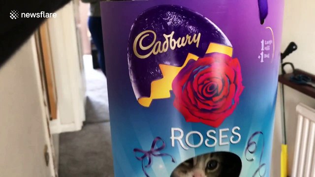 Too cute! UK mum surprises daughter with a kitten for Easter