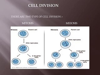 Cell Division - YouTube (360p)