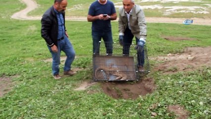 Ülkemizde yaşayan en büyük sürüngen özgürlüğüne kavuştu