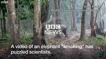 India 'smoking' elephant video goes viral