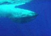 Graceful Humpback Glides Through Ocean Waters