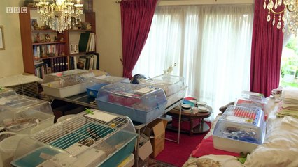 BBC2_Hugh's Wild West series 1, episode 12  24Mar18 - Hedgehog rescue & rehabilitation