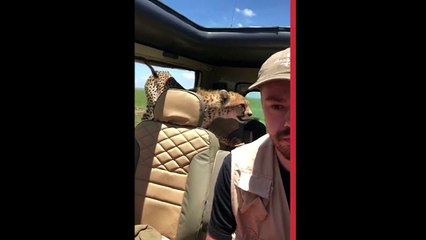 Çita arabanın içine girerse...