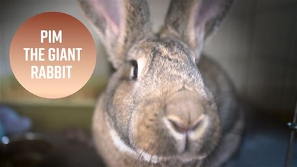 Big baby: The 18 pound bunny who's cute being naughty
