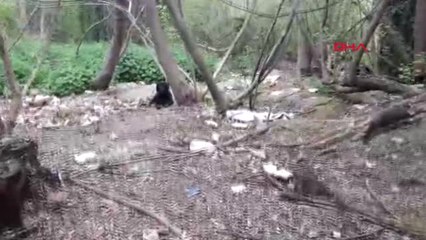 Sakarya-Köpekler Can Çekişirken Yaşananları Gözyaşları İçinde Anlattı