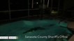 11-Foot Gator Found Taking A Late Night Dip In Family's Pool