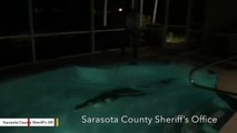 11-Foot Gator Found Taking A Late Night Dip In Family's Pool