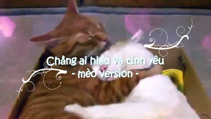 MV Chẳng ai hiểu về tình yêu/Nobody understand  about love - Sad cat