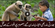 Monkeys in India abduct, murder child