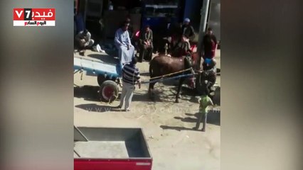 المتسابق حصان والفائز إنسان.. تعذيب الحيوانات فى سباقات العربجية