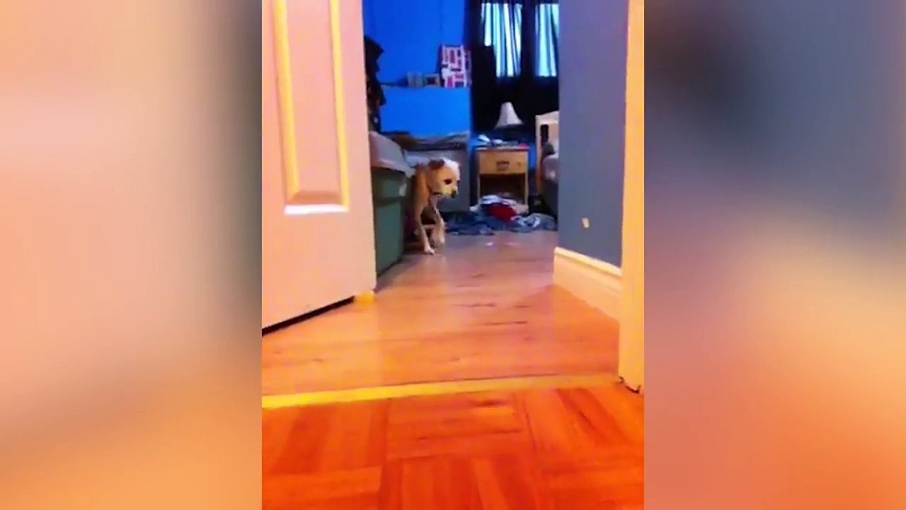 Try Not To Laugh At This Funny Dog Video Compilation - Funny Pet Vidéos 2018