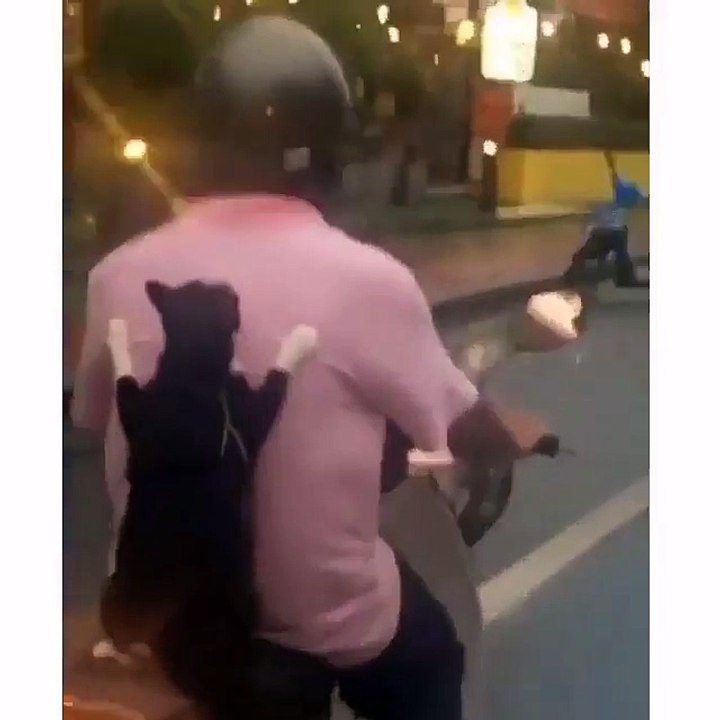 Kitty wants a ride***