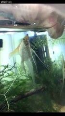 Ce poisson vient faire un bisous au chat... L'amour risqué