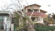 Çanakkale'de fırtına ağaç devirdi