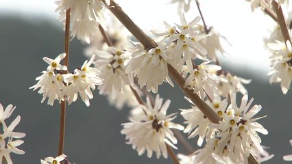 '봄의 전령' 미선나무 자태와 향기에 취하다 / YTN