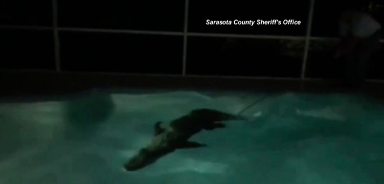 Giant gator takes dip in Florida backyard pool