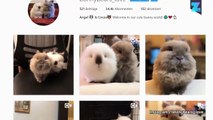 Los conejos más graciosos y lindos de Instagram