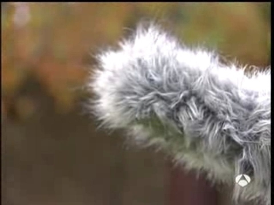 Escoitar_org en Antena3 Noticias