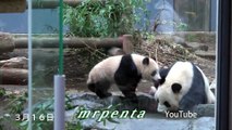 シャンシャンちゃん　３月の総集編　上野動物園　パンダ　panda