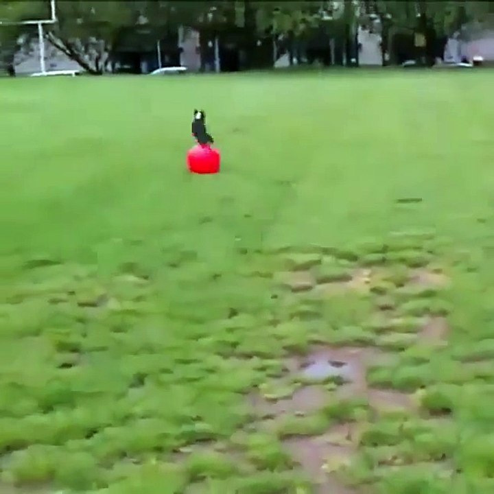 Watch this dog fly
