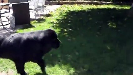 Köpekle Saklambaç Oynayan Çocuk