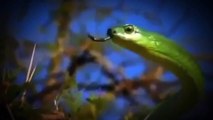 Snake Documentary Worlds Deadliest Snakes National Geographic Documentary