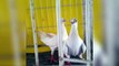 Short face Budapest pigeons breeding cages ( birds videos )