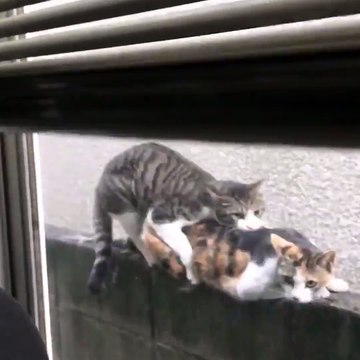 Quand tu ouvres tes volets et que tu tombes sur ça au réveil... Dur dur