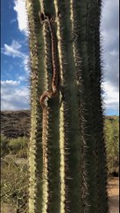 Ce serpent escalade un cactus... Attention aux piquants