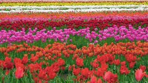 Ultra HD Flowers Scenery - Wooden Shoe Tulip Festival in Oregon, part 1 - Trailer