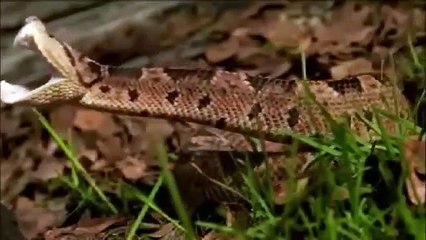 Moment of Impact (Pt-1) Hunters & Herds (Nature Documentary)