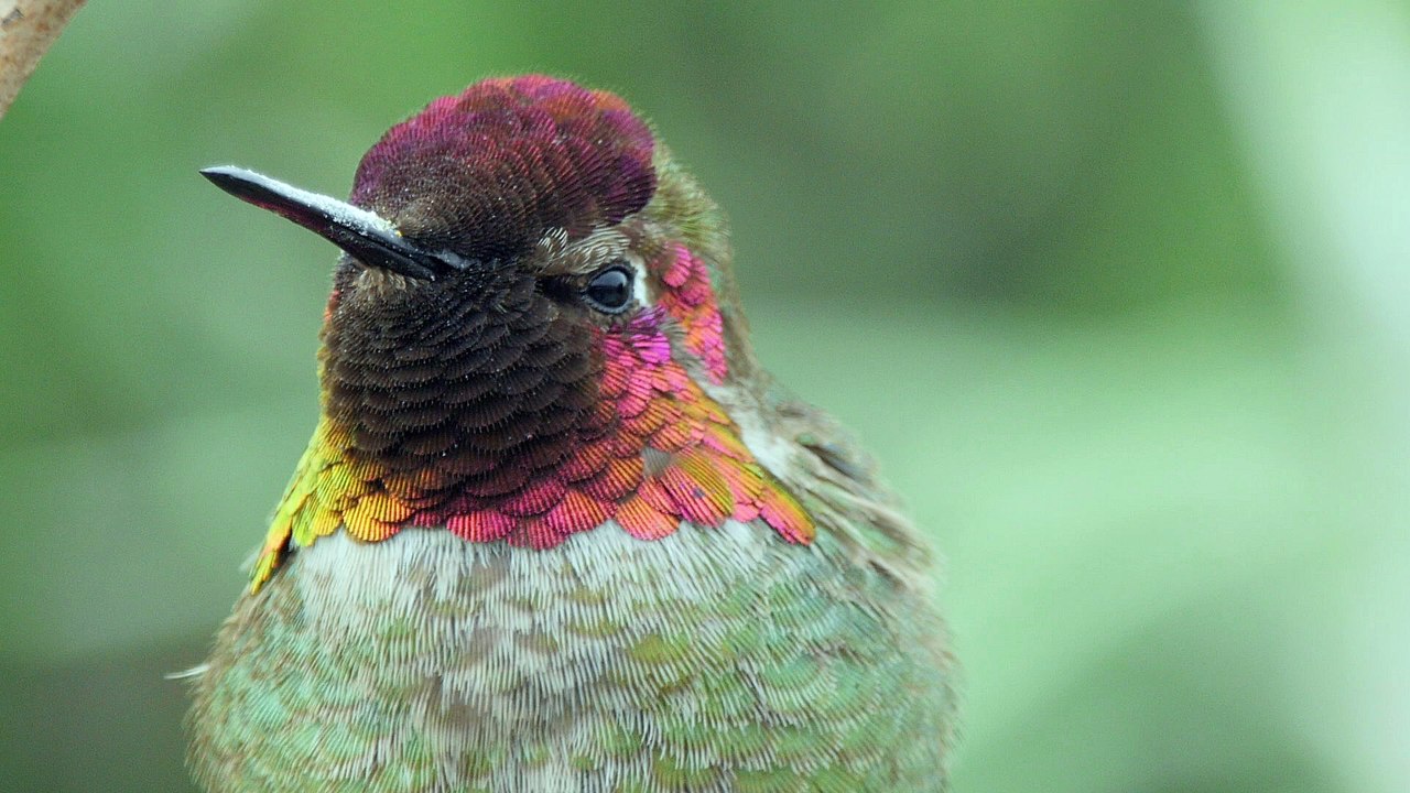 Anna's Hummingbird
