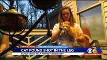 Cat May Lose Leg After Being Shot in Virginia Neighborhood