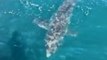 Shark Follows South Australia Police Boat