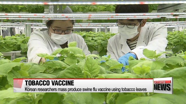 Korean researchers mass produce swine flu vaccine using tobacco leaves