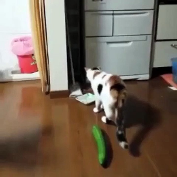 Watch how cat reacts