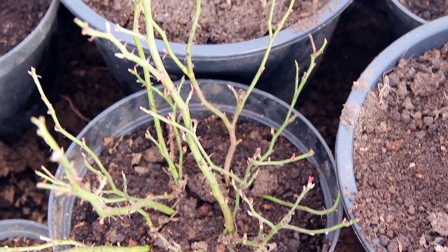 И Что Же С Ними Стало?! Как Сохранить Многолетники.