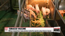 Korean researchers mass produce swine flu vaccine using tobacco leaves