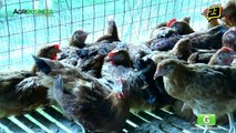 Free Range Chickens Farming Part 1 : Free Range Chickens Farming | Agribusiness Philippines
