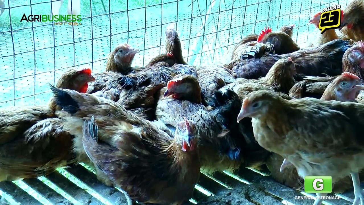 Free Range Chickens Farming Part 1 : Free Range Chickens Farming | Agribusiness Philippines
