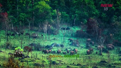 บันทึกจากธรรมชาติ | EP.186/2 | ธรรมชาติมาหานคร | 1 เม.ย. 61 | NEW18 | ช่อง 18