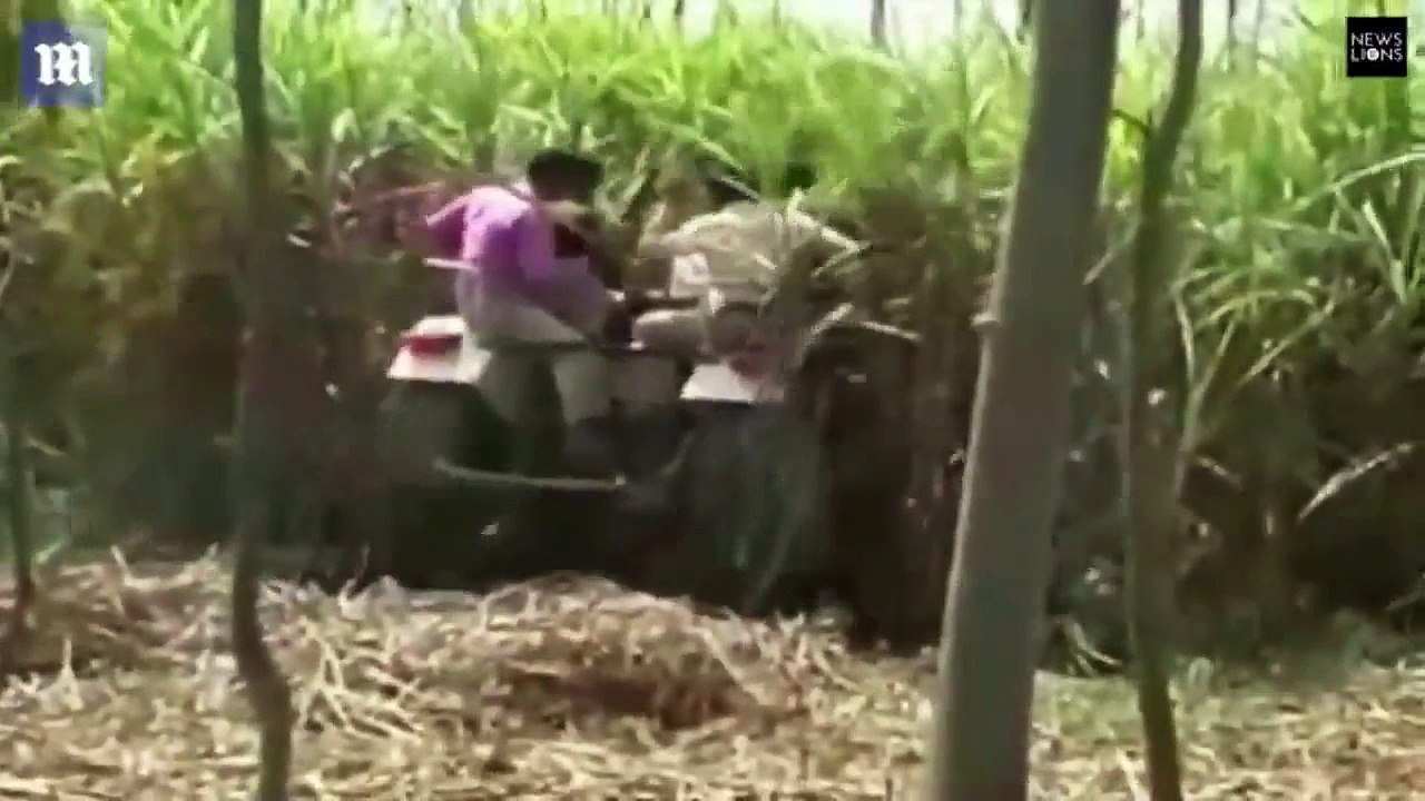 Cả làng bỏ chạy tán loạn, trèo cả lên cây để thoát thân khi bị hổ tấn công