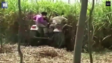 Cả làng bỏ chạy tán loạn, trèo cả lên cây để thoát thân khi bị hổ tấn công