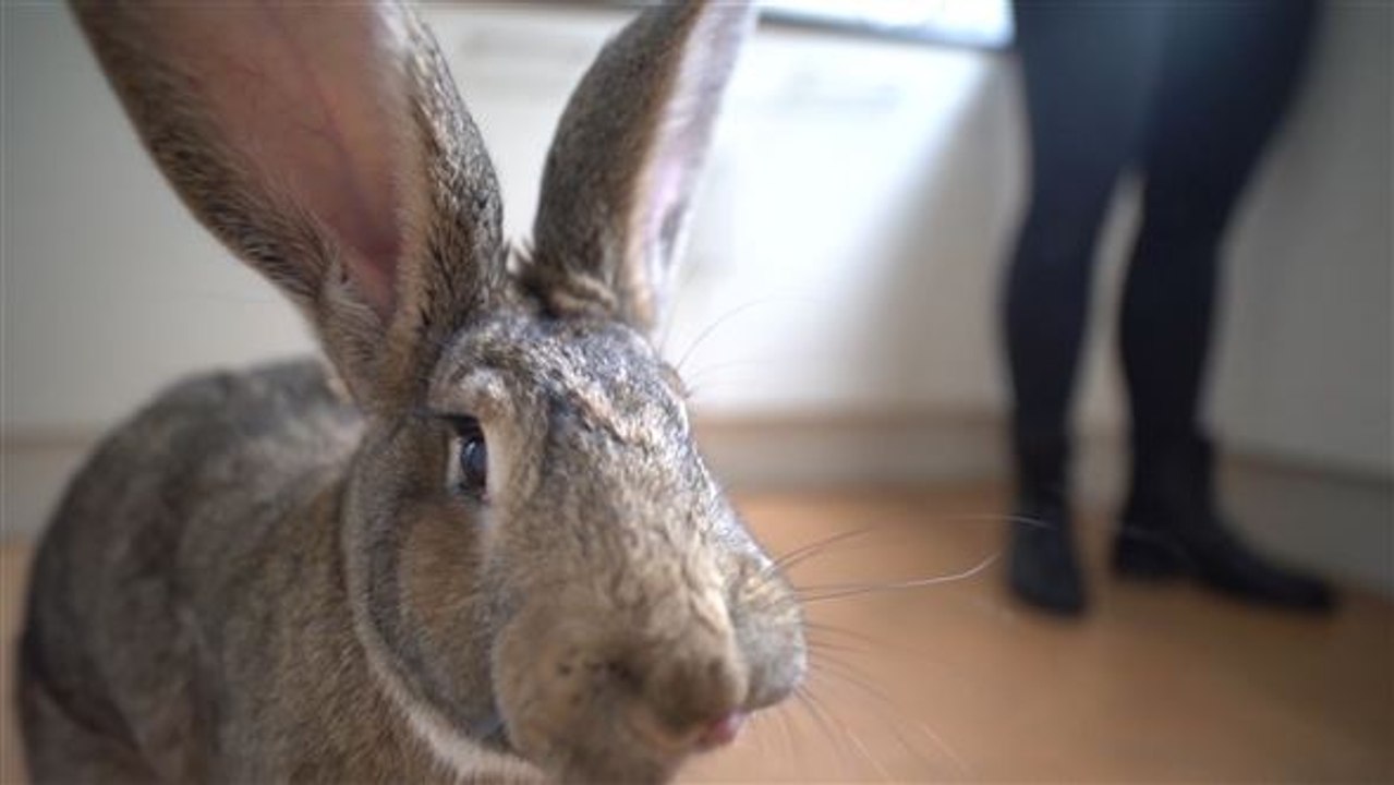 Niedlicher Nager: Riesenkaninchen mit Riesen-Charakter