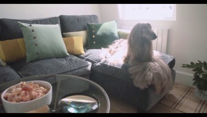 Beautiful Afghan hound model Iraida stars in Kensington Design ad