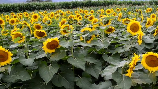 Campo de Girasoles Guatemala
