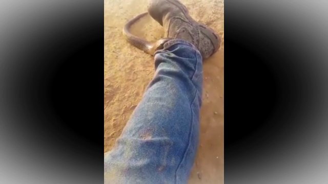 Man captures the terrifying moment a snake crawls up his jeans